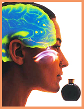 Ароматы и запахи для улучшения работы мозга.