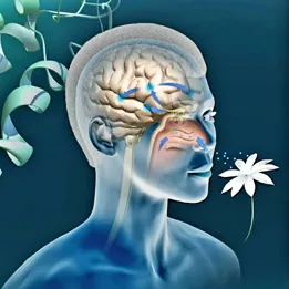 Запахи для улучшения работы мозга.