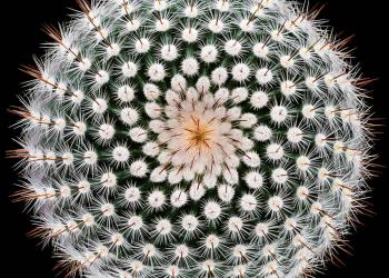 Дизайн в живой природе – кактус сверху спираль.