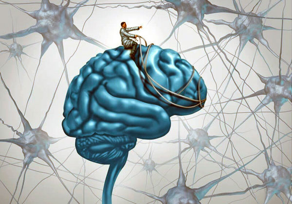 Нейропластичность – нейробика образует в мозге новые сети.